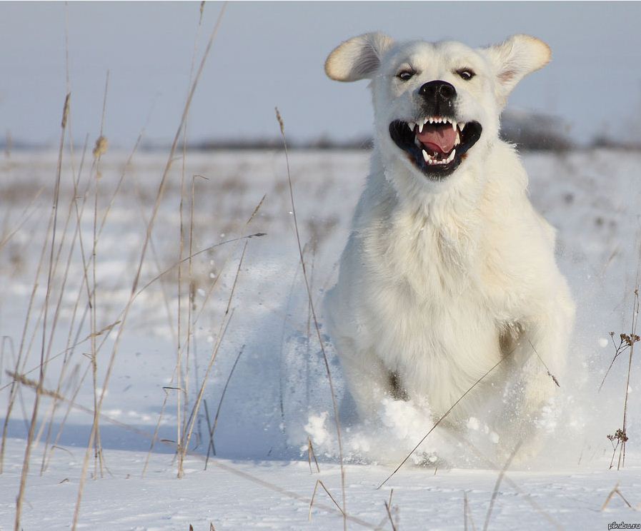 Хозяин вернулся
