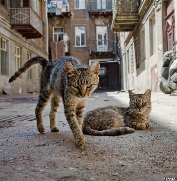 Как ты её назвал?