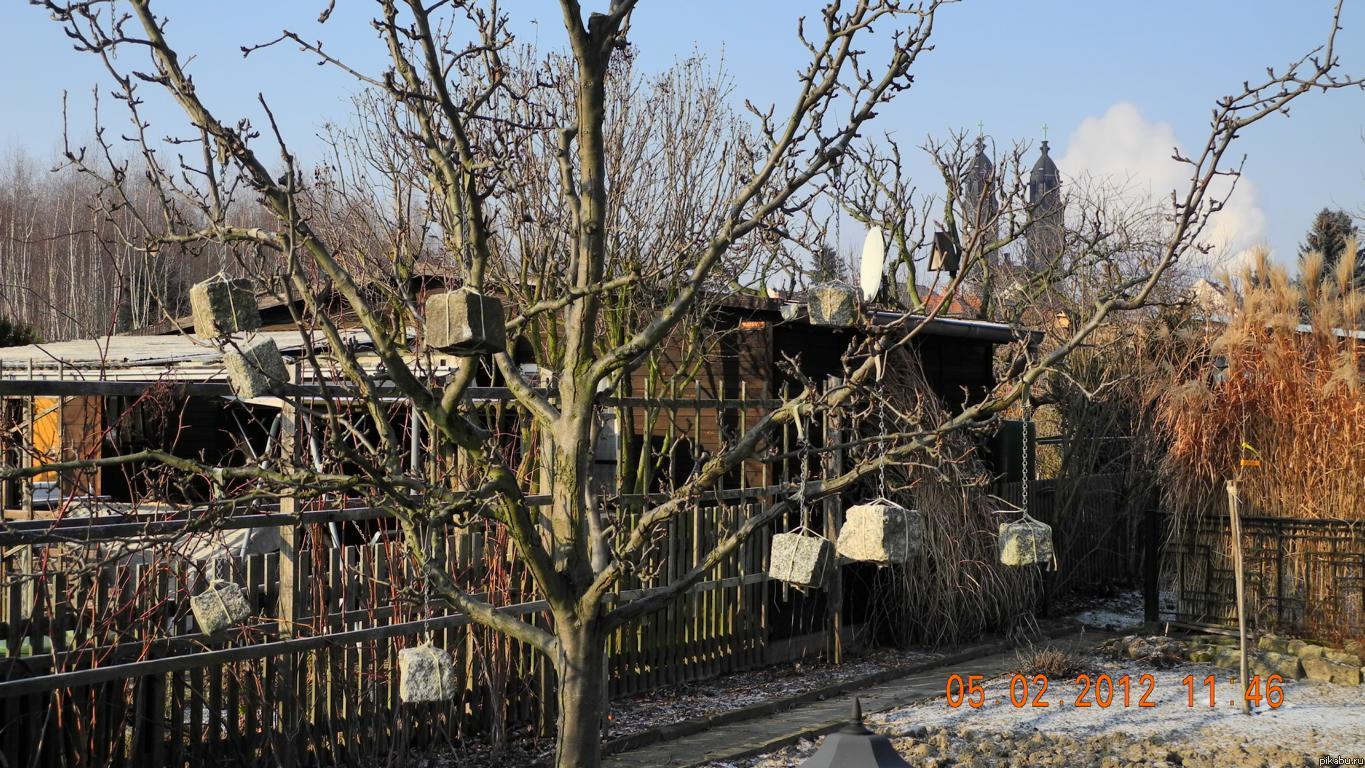 И на деревьях растут камни ...