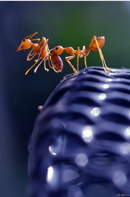 Муравьиная Спарта