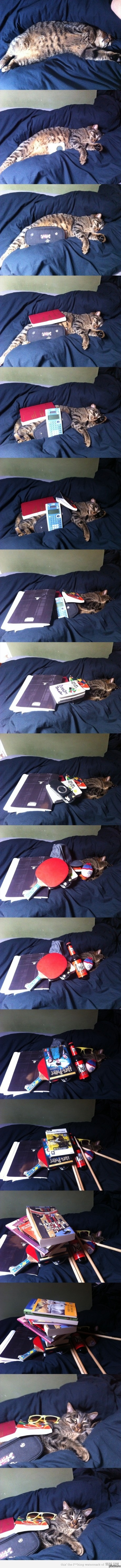 Котэ невозмутим...