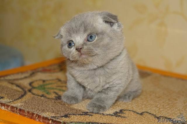 ��� ���� :)