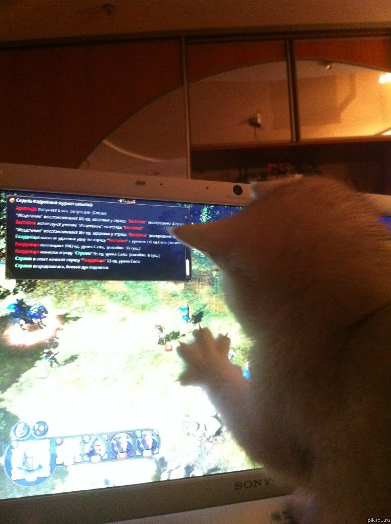 Знаю, что тут любят котэ, поэтому хочу поделиться своим любимкой