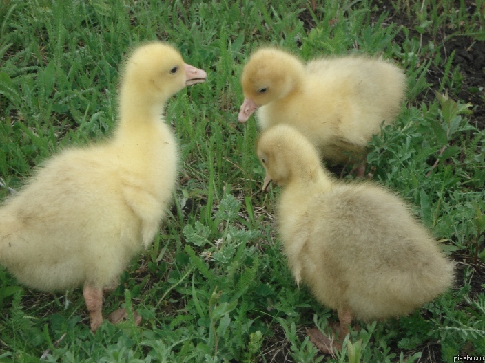 Жили у бабуси 3 веселых гуся