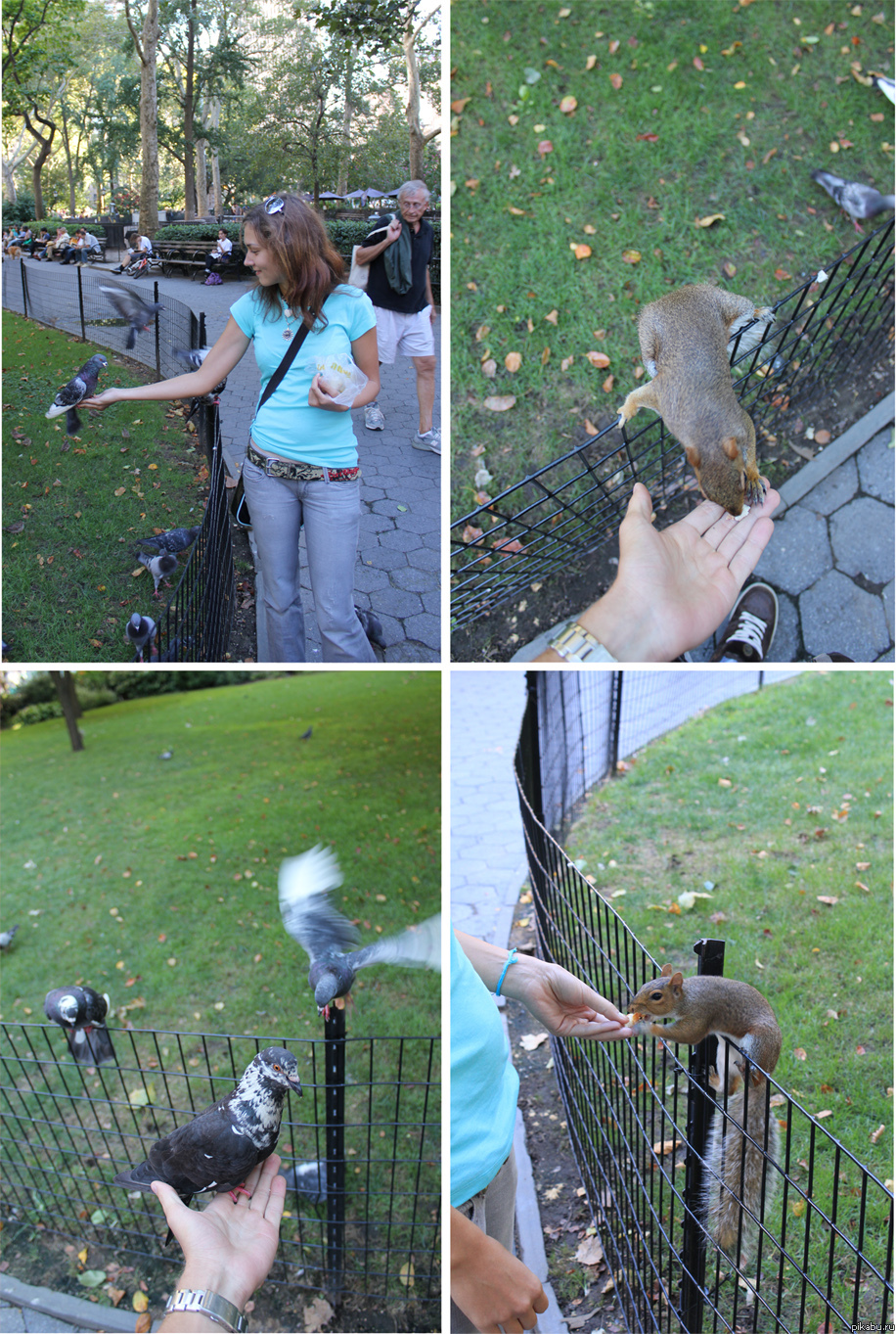 ������ �������� �� ����������