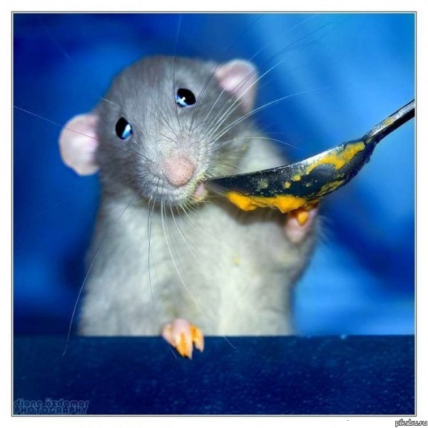 Рататуй существует)))