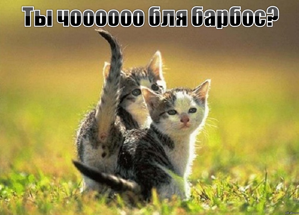 Котики гопники)))