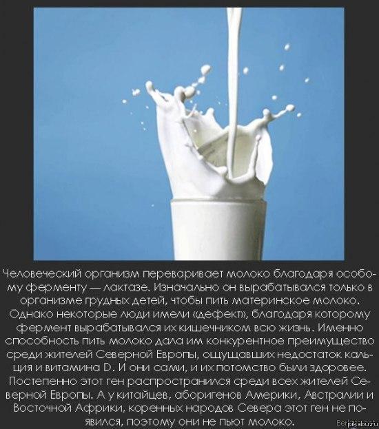 Интересный факт о молоке
