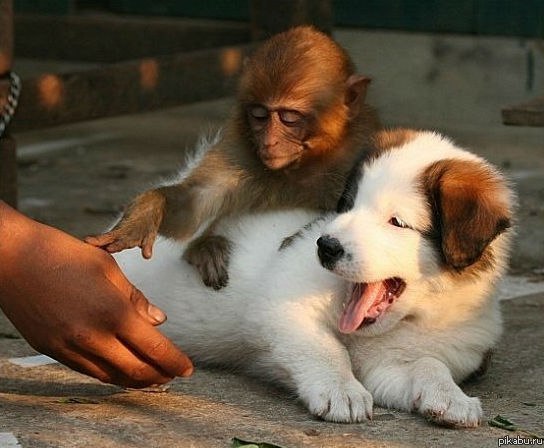 Пожалуйста, сэр, не трогайте собаку.