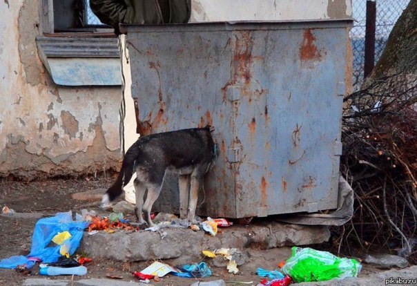 Свидетель выгуливает свою собаку.