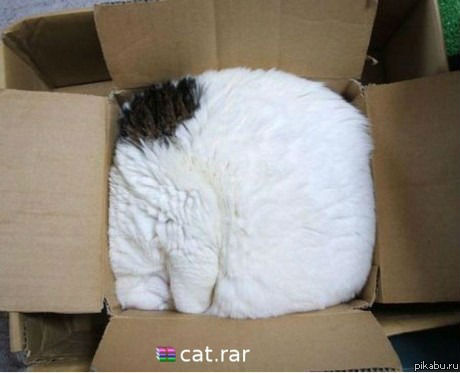 Cat.rar