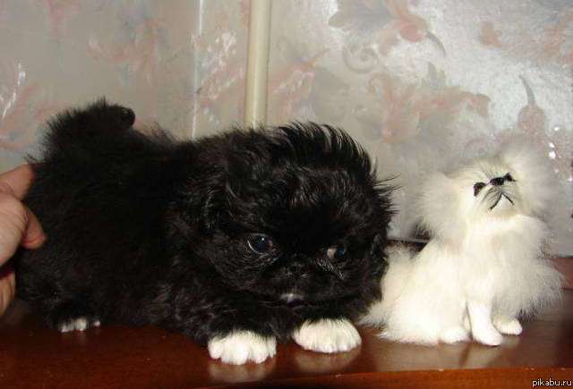 Война- так война! Наша подружка- знакомьтесь, Фенька!