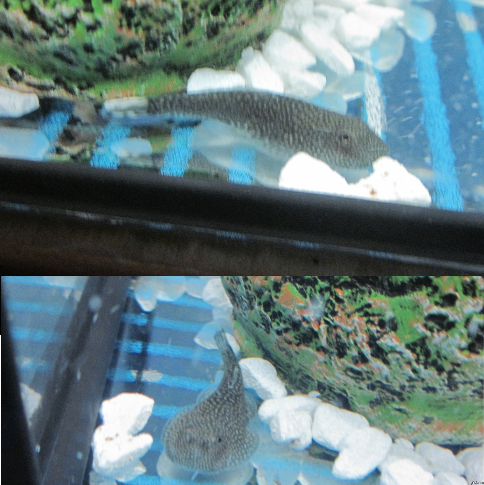 ���������� ��� �� ����� :)(���-�� �� �����)