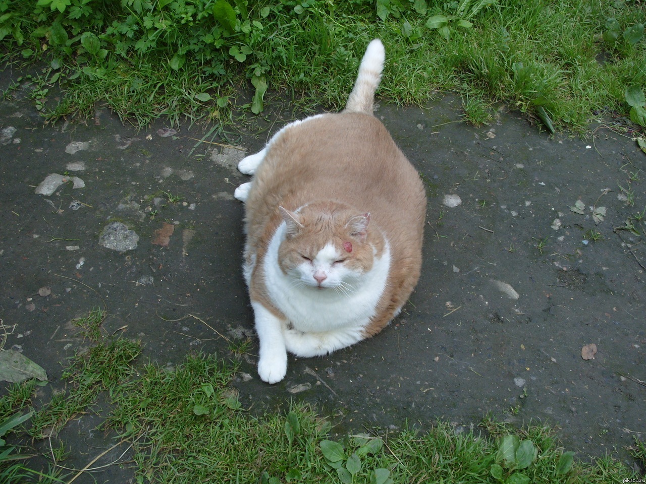 Котейка)