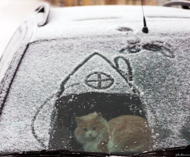 Котэ в домике!