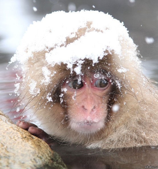 �������� ������� ���������