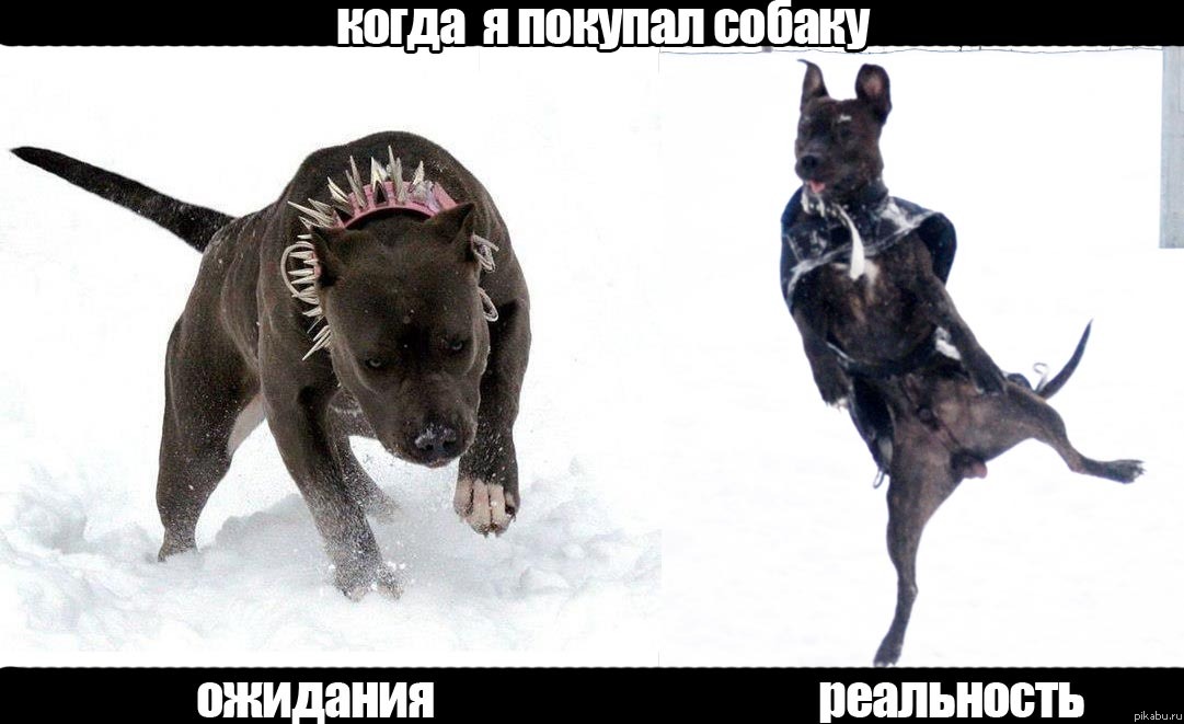 Когда я покупал собаку...