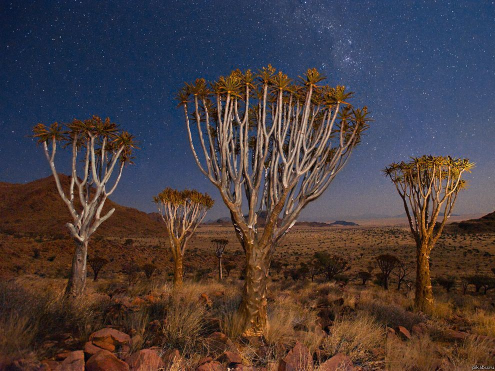 a e Quiver Trees, Namibia