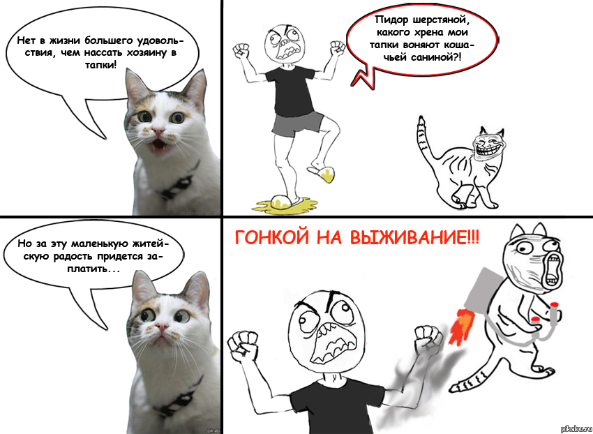 Кошачья радость