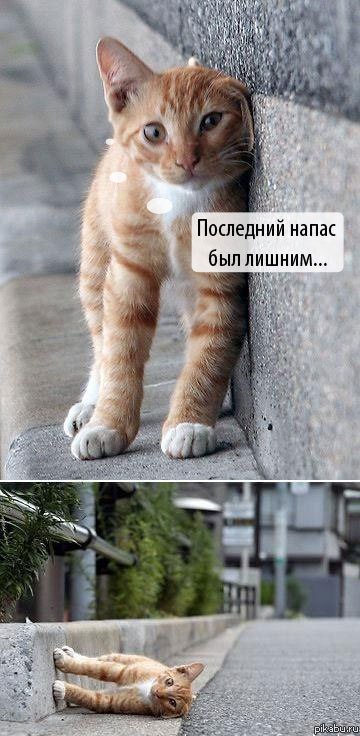 котэ :D