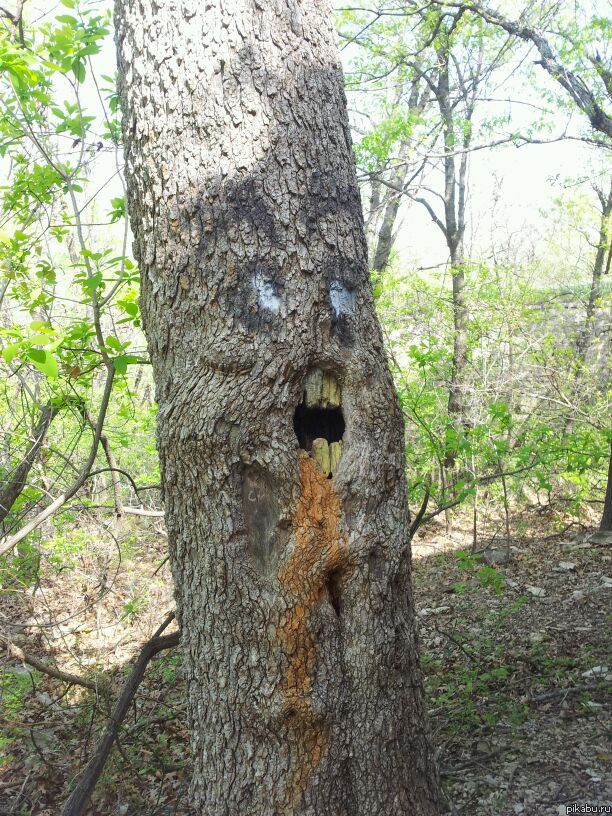 Вот что происходит в засорённых мусором лесах!