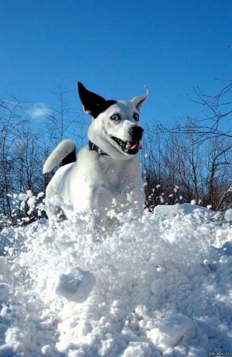 Собака-охреневака!