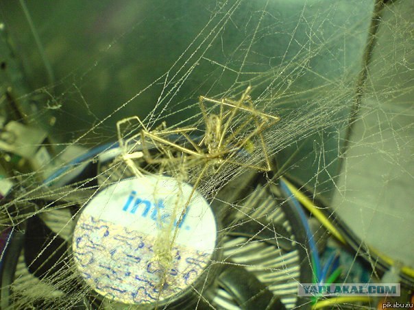 Dr Web � ��������