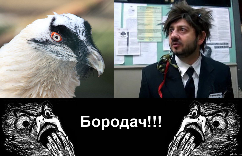  &amp;#769; (. Gypaetus barbatus)     