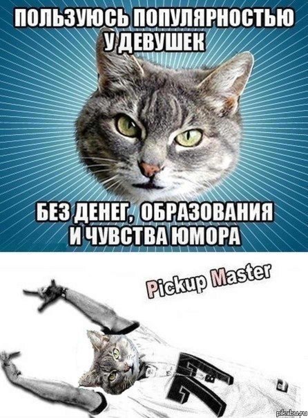 Pickup cat