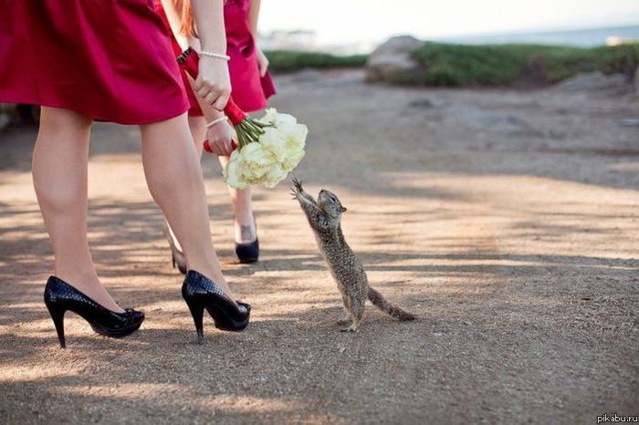 Букет невесты)