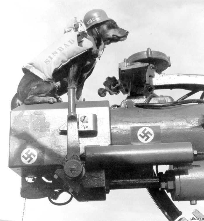 ϸ Sinbad,      Campbell