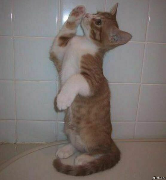 "���� ������, ����� �����?"