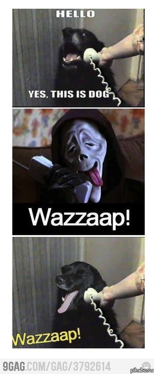 WAZZZZZZZZZZZZZZZAAAAP   9