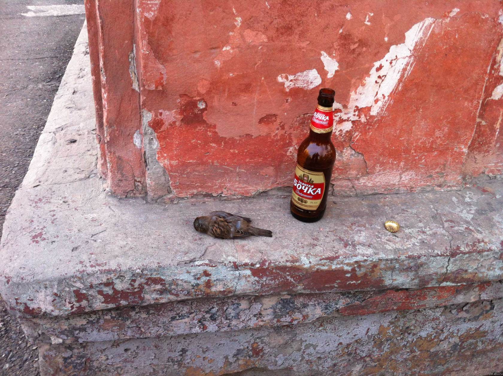 Выпей бутылочку! Спаси воробья! )