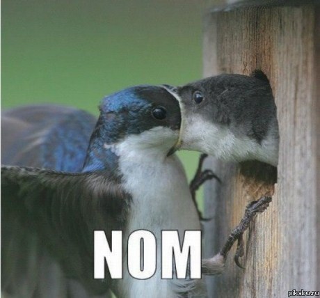 NOM NOM