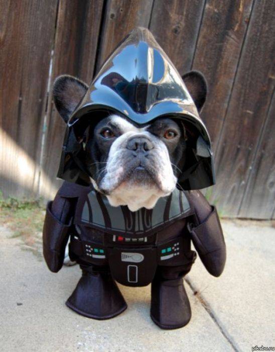 I`m your Dog, Luke!