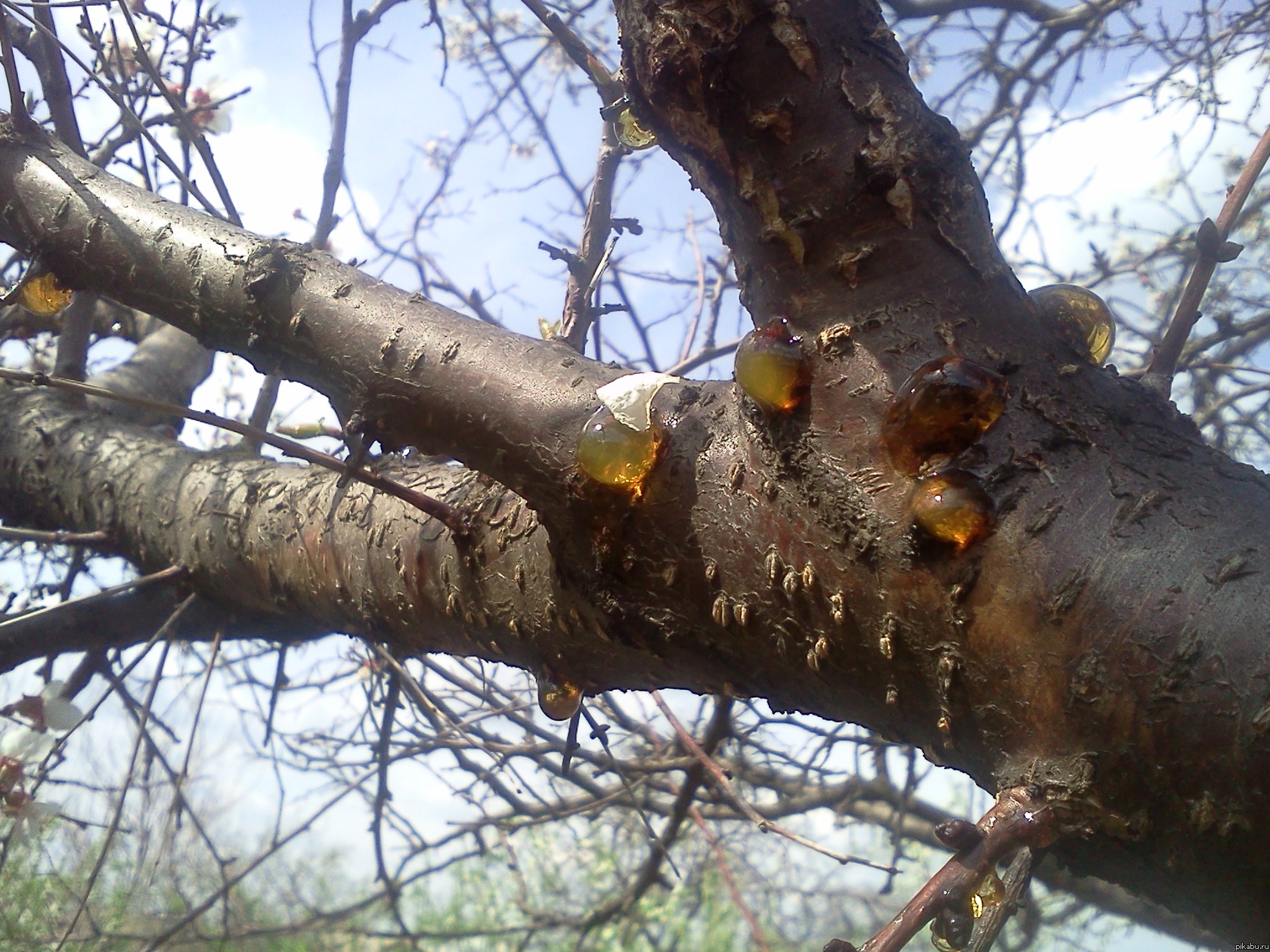 Вкус весны и детства :)