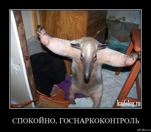 ��������, ����������������