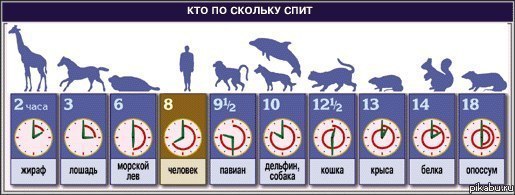 А сколько спишь ты