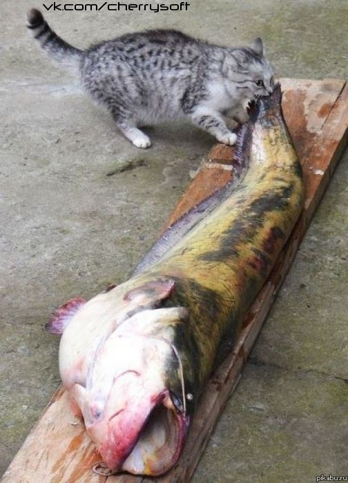 Моя девушка примерно также себя ведёт, когда мы покупаем горбушу слабой соли =)