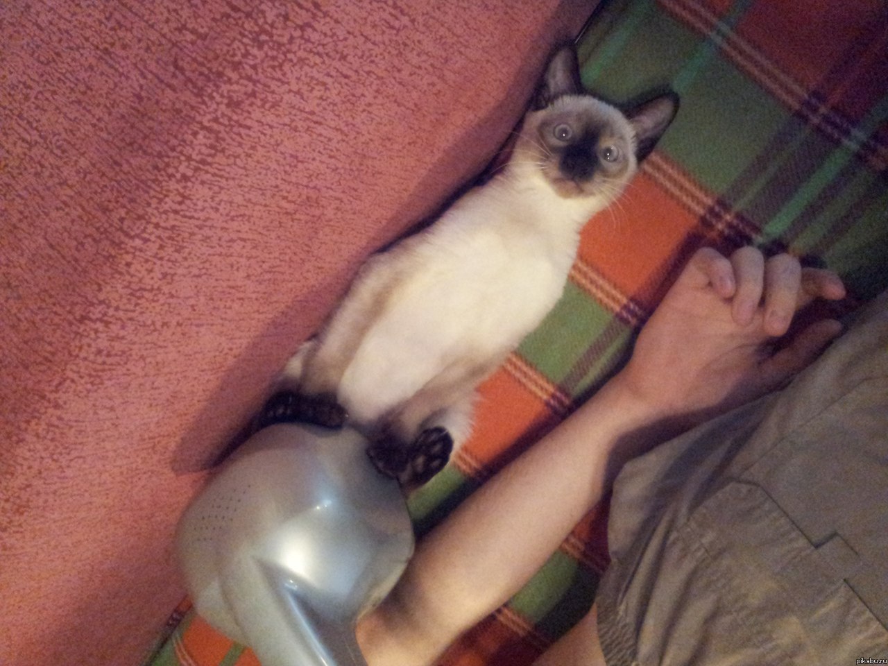 Кот-дурак моей подруги)