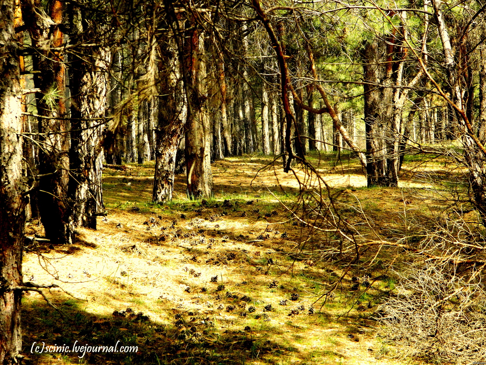 Фотографировал в лесу