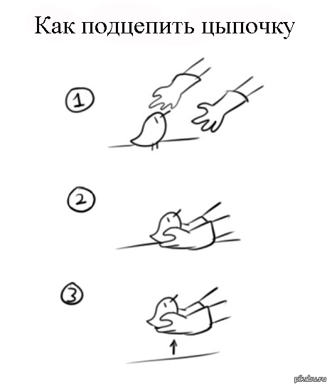 Как подцепить цыпочку