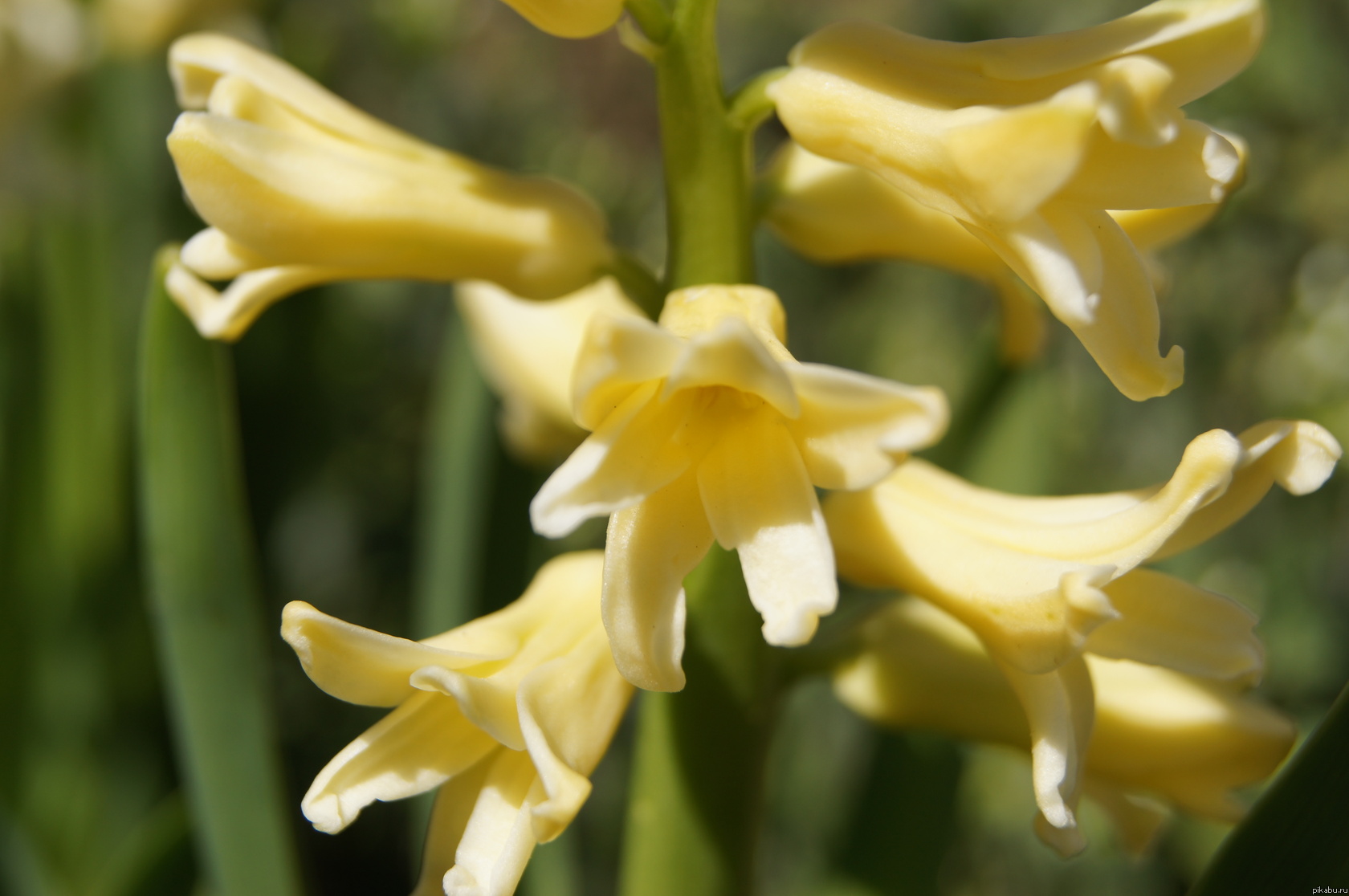 ����� ����