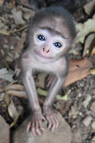 ��������� �� ��������?