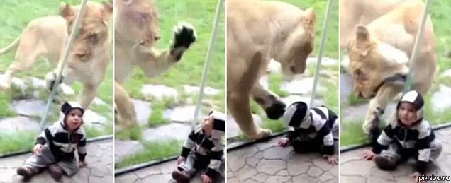 Я не зебра...