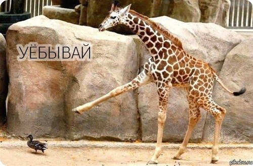 Дерзкий жираф