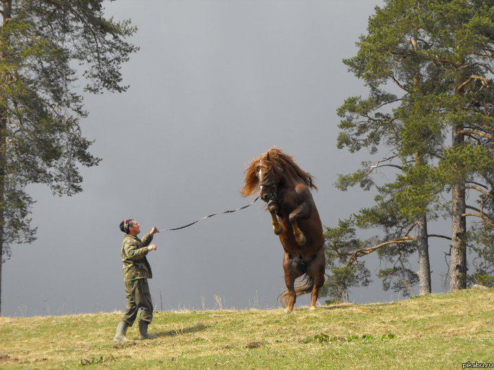 Укрощение строптивого
