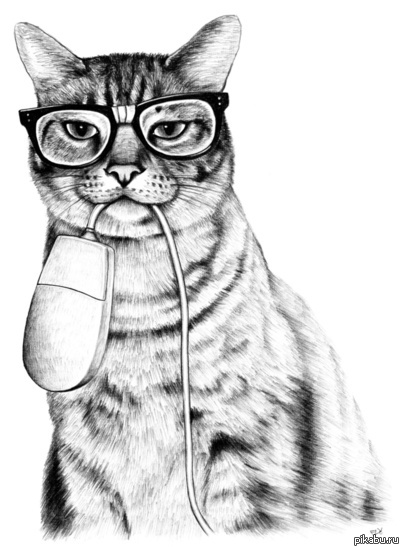 Интернет-кот