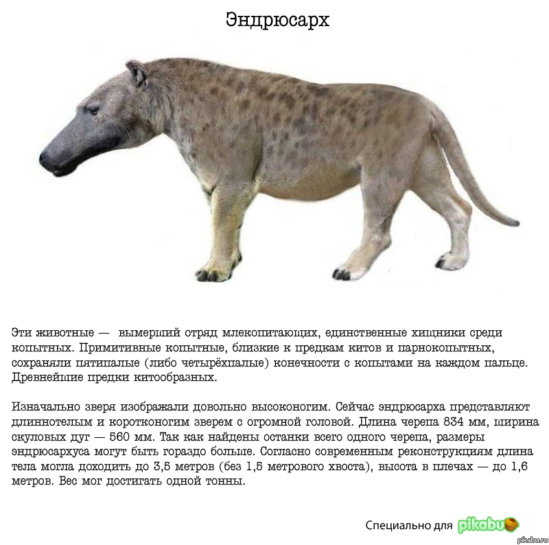 Немного Палеонтологии для Pikabu